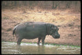 112007 Hippo Standing At River Edge A4 Photo Print