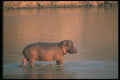 112008 Hippo In River A4 Photo Print