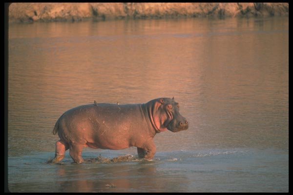 112008 Hippo In River A4 Photo Print