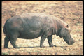 112009 Hippo Caked With Mud A4 Photo Print
