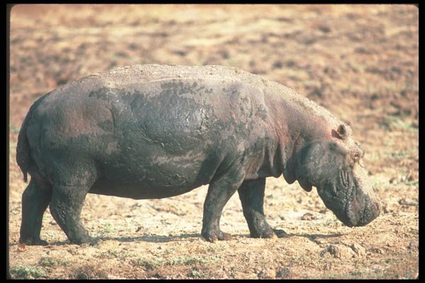 112009 Hippo Caked With Mud A4 Photo Print