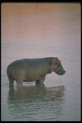 112010 Hippo In River A4 Photo Print