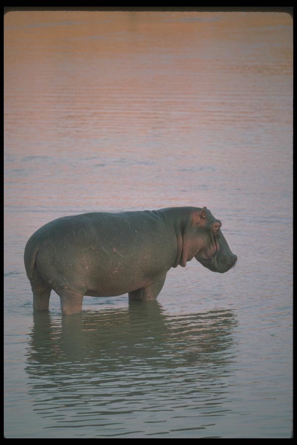 112010 Hippo In River A4 Photo Print