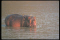 112011 Hippo In River A4 Photo Print