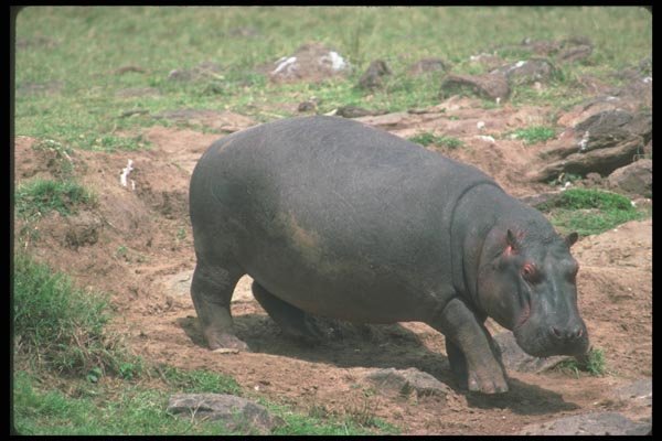 112012 Hippo On Land A4 Photo Print