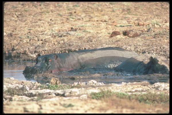 112013 Hippos Lying In Small Wallow A4 Photo Print