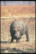 112014 Hippo Caked With Mud A4 Photo Print