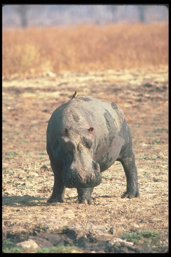 112014 Hippo Caked With Mud A4 Photo Print