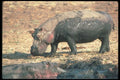112015 Hippos In And Around Small Wallow A4 Photo Print