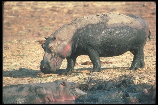 112015 Hippos In And Around Small Wallow A4 Photo Print