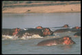 112016 Hippo Pod Splashing In River A4 Photo Print