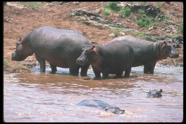 112017 Hippos At Riverbank A4 Photo Print