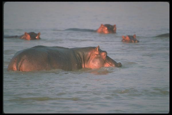 112018 Hippo Pod Relaxed In River A4 Photo Print