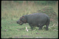 112019 Hippo On Grass A4 Photo Print