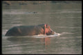 112020 Hippo Moving In River A4 Photo Print
