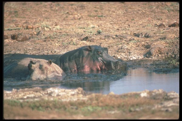 112021 Hippos Lying In Small Wallow A4 Photo Print