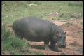 112022 Hippo On Land A4 Photo Print