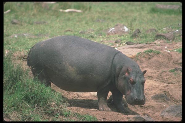 112022 Hippo On Land A4 Photo Print