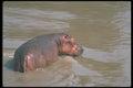 112023 Hippo In River A4 Photo Print