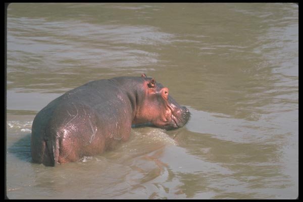 112023 Hippo In River A4 Photo Print