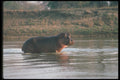 112024 Hippo In River A4 Photo Print