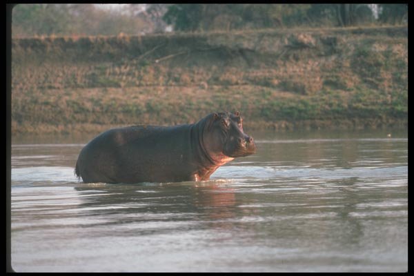 112024 Hippo In River A4 Photo Print