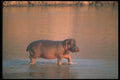 112025 Hippo In River A4 Photo Print