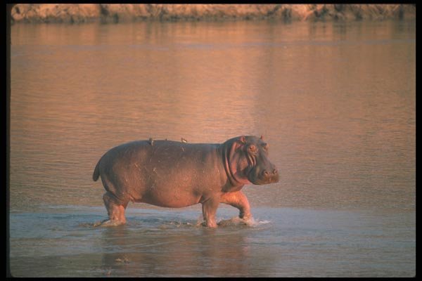 112025 Hippo In River A4 Photo Print