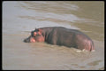 112026 Hippo In River A4 Photo Print