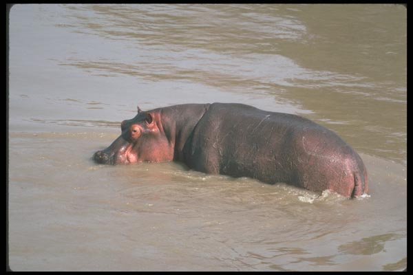 112026 Hippo In River A4 Photo Print