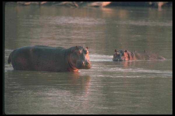 112027 Hippos In River A4 Photo Print
