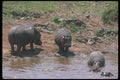 112028 Hippos At Riverbank A4 Photo Print