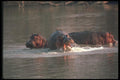 112029 Hippo Tossing Head In Aggression A4 Photo Print