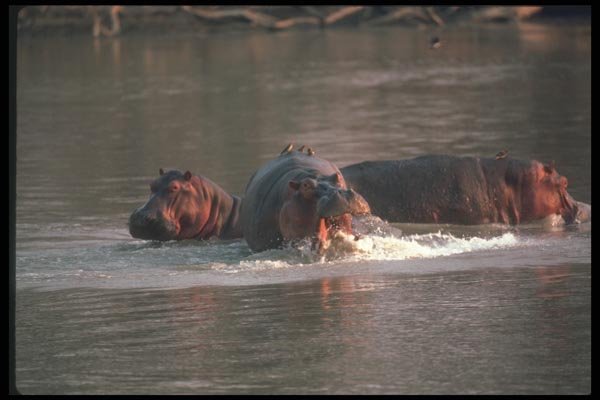 112029 Hippo Tossing Head In Aggression A4 Photo Print