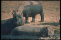 112030 Hippos In And Around Small Wallow A4 Photo Print