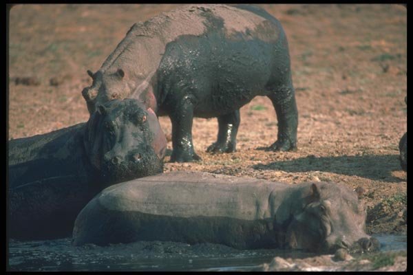 112030 Hippos In And Around Small Wallow A4 Photo Print