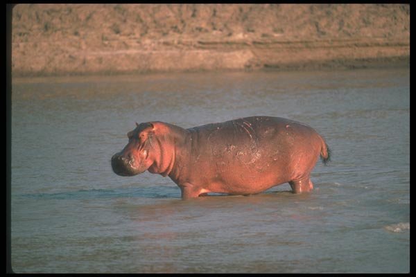 112031 Hippo In River A4 Photo Print