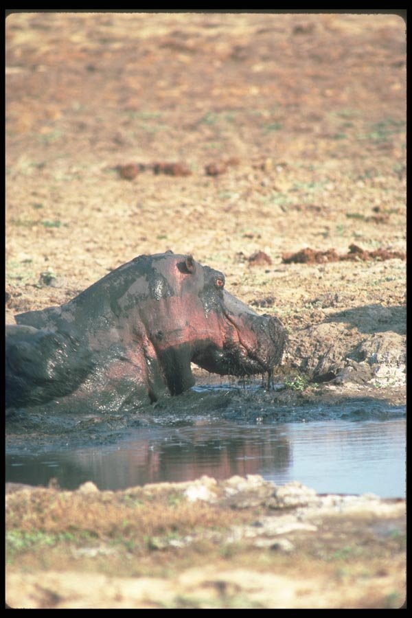 112032 Hippo In Small Wallow A4 Photo Print