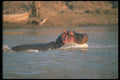 112033 Hippo Swimming In River A4 Photo Print
