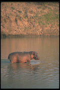 112034 Hippo In River A4 Photo Print