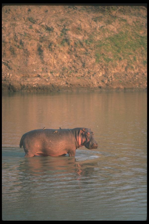 112034 Hippo In River A4 Photo Print
