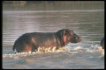 112035 Hippo Running In River A4 Photo Print