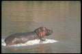 112036 Hippo Running In River A4 Photo Print