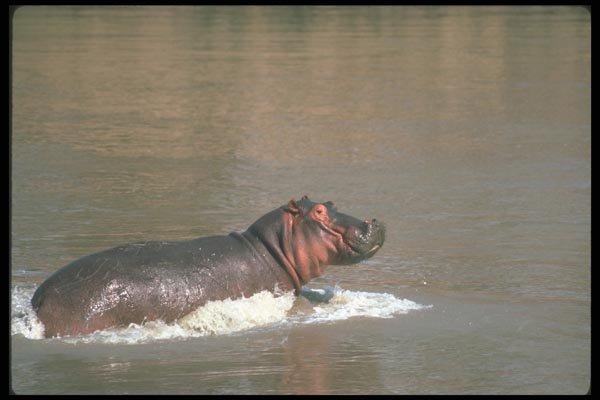 112036 Hippo Running In River A4 Photo Print