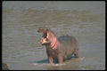 112037 Aggressive Hippo Bull With Mouth Open A4 Photo Print