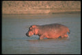 112038 Hippo In River A4 Photo Print