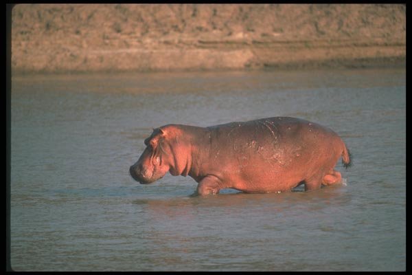 112038 Hippo In River A4 Photo Print