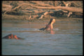 112039 Hippo In River With Mouth Open A4 Photo Print