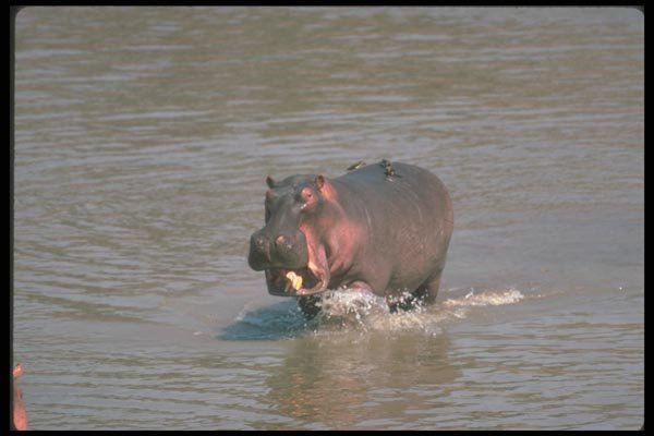 112040 Aggressive Hippo Bull With Mouth Open A4 Photo Print