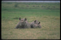 112041 Black Rhino, Mated Pair A4 Photo Print